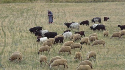 Жамбыл облысында малшы көз жұмды