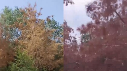 Жезқазғанда ағаштар қурап қалған: әкімдік суаруға неге ден қоймайды?