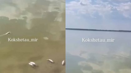 Айдабол көліндегі апат: Зерендіде балықтар жаппай қырылып жатыр