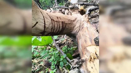 «Комада жатыр»: Алматыдағы Баум тоғайында 19 жастағы бойжеткеннің үстіне ағаш құлады