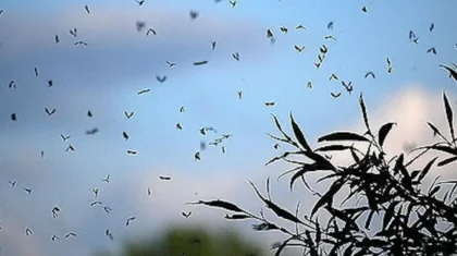 Тараз әкімдігінің «жарығы»: Жөндеуден кейін тұрғындар үйінде шыбын-шіркейге таланып отыр