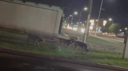 Қарағандыда түнде дала кезген төбеттер: Әкімдік қашанға дейін бейқам отырмақ?