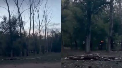 Ағаш баланың үстіне құлай жаздады: Қарағандыдағы апатты жағдай қашан шешіледі?