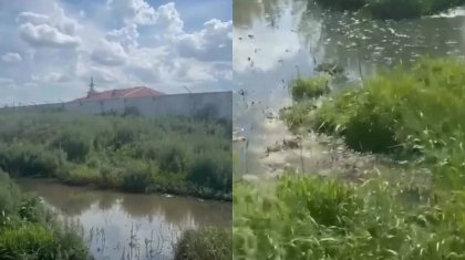 1,5 миллиард теңге суға кетті ме? Ақмола облысындағы нәжіс Есілге жайылып жатыр
