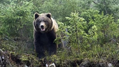 Шығыс Қазақстанда аю 58 жастағы ер адамға шабуыл жасады