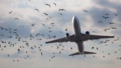 Астана әуежайында ұшақтар құстармен 5 рет соқтығысқан