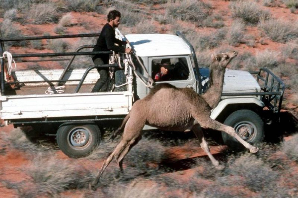 Фото: AP Central Australian Camel Industry Association
