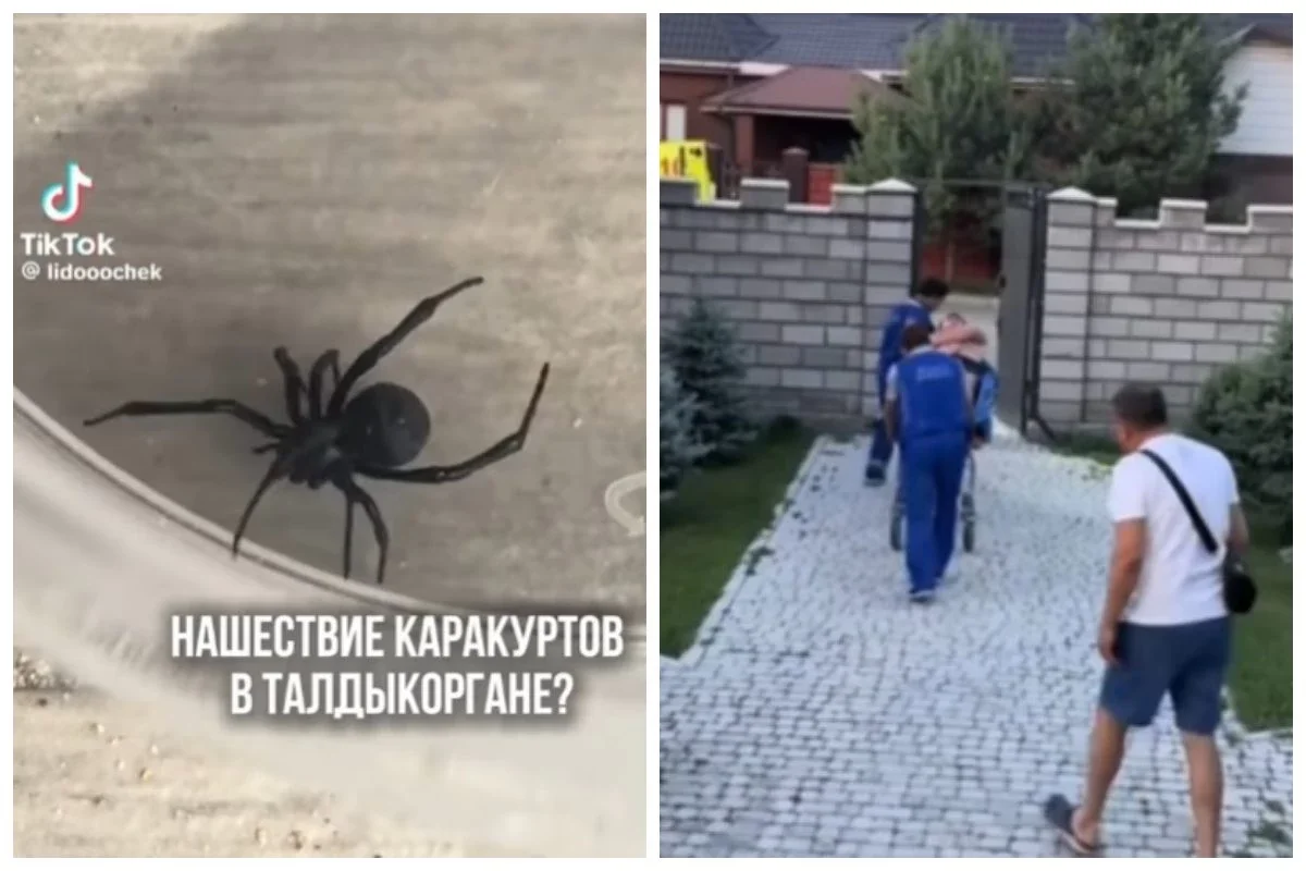Фото: видеодан скриншот