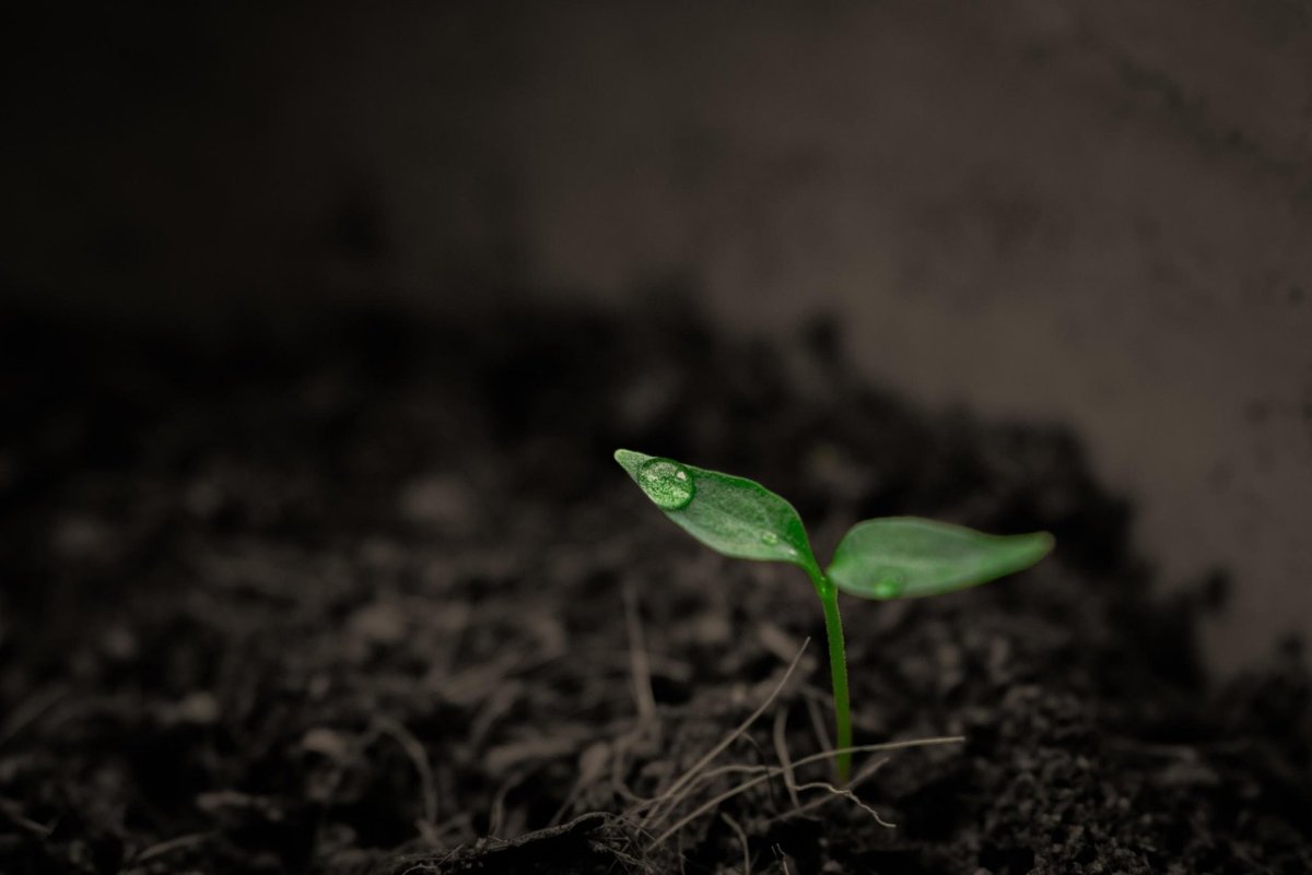 Фото: Pixabay