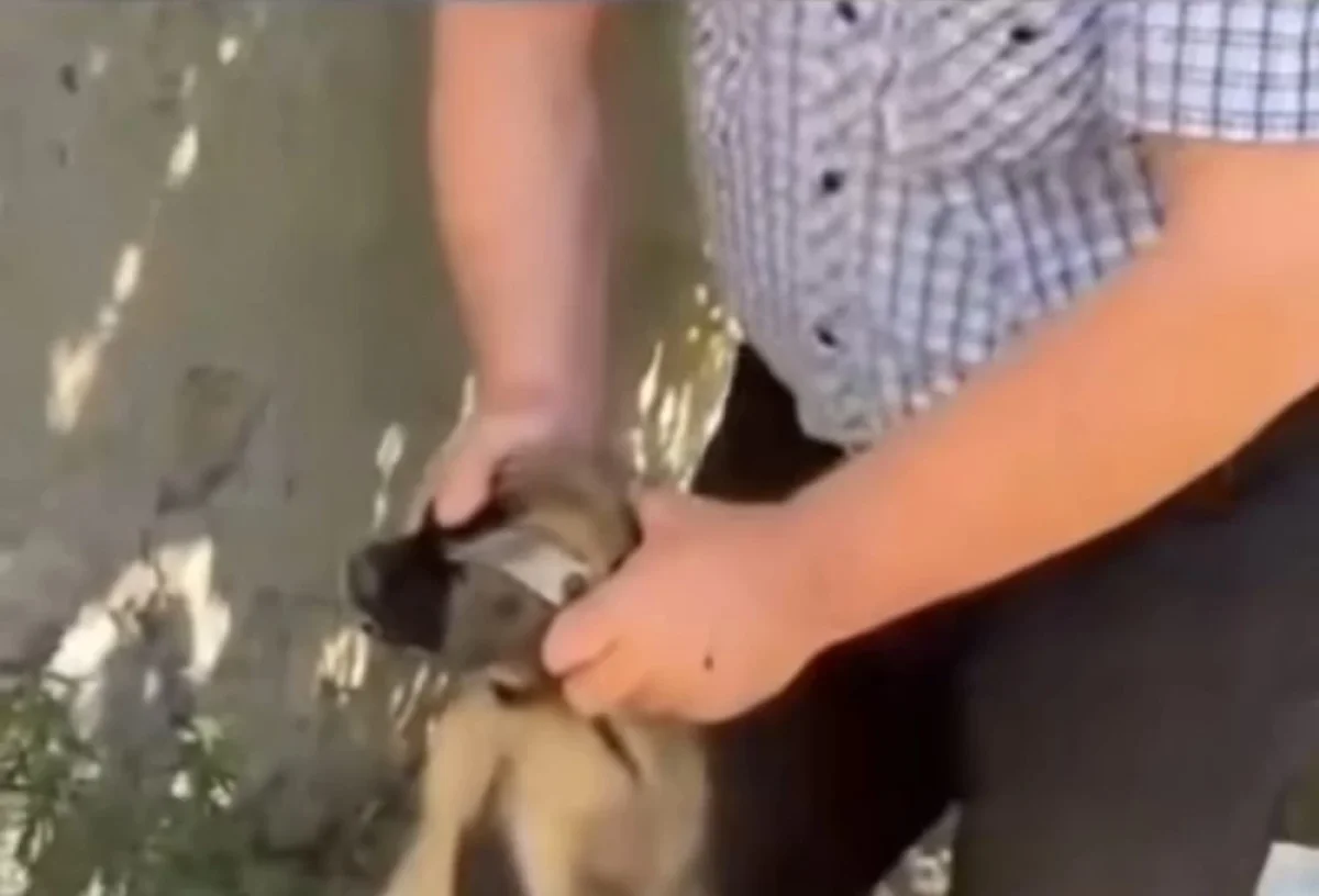 Фото: видео скриншот