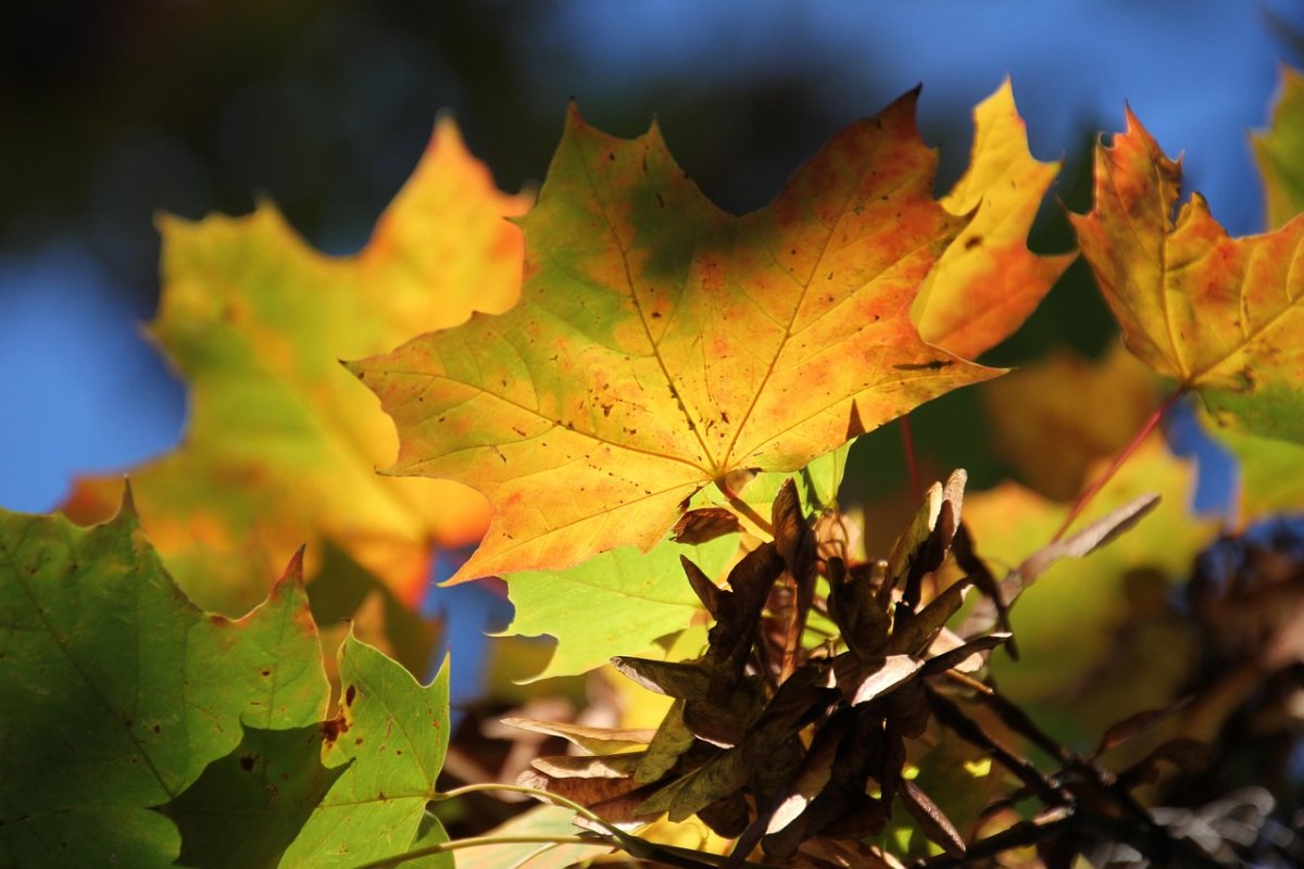 Фото: Pixabay