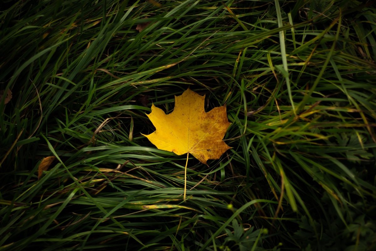 Фото: Pixabay
