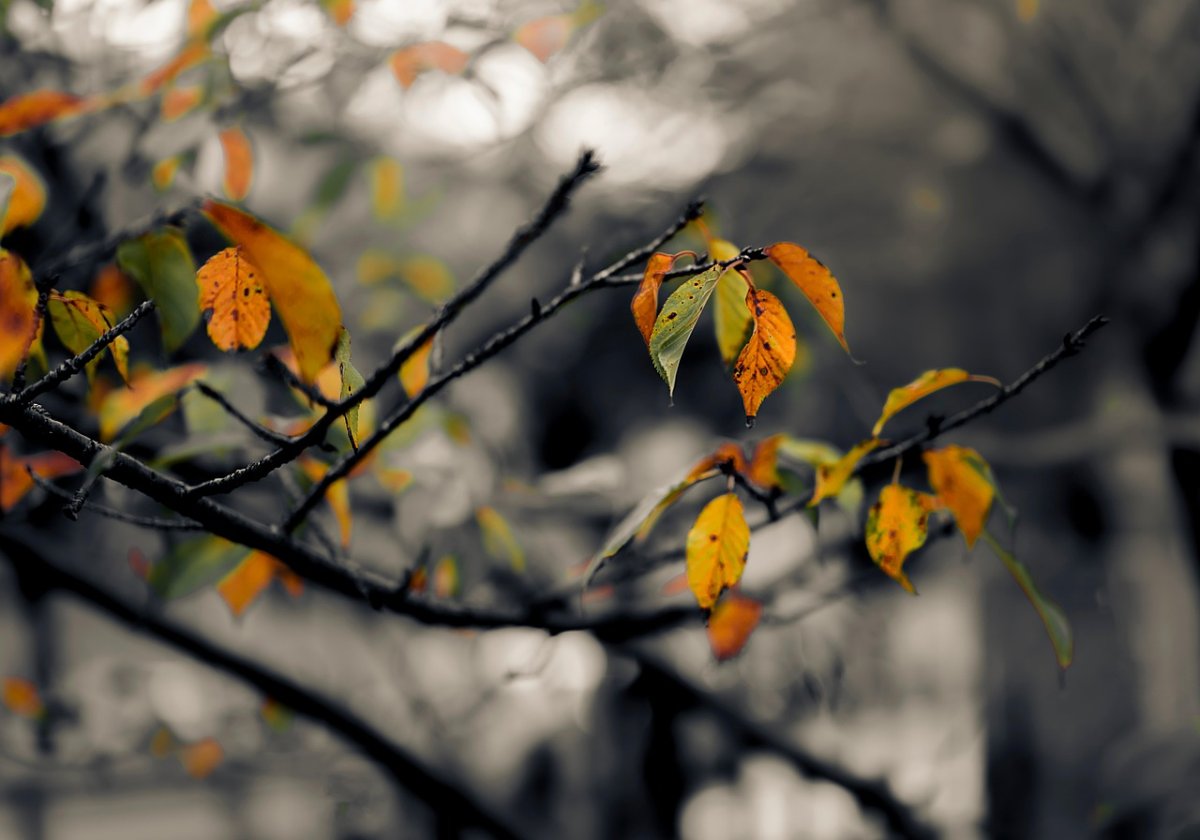 Фото: Pixabay