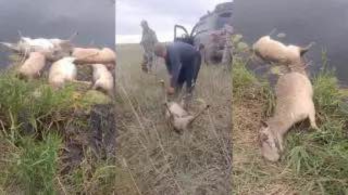 Фото: видеодан скриншот