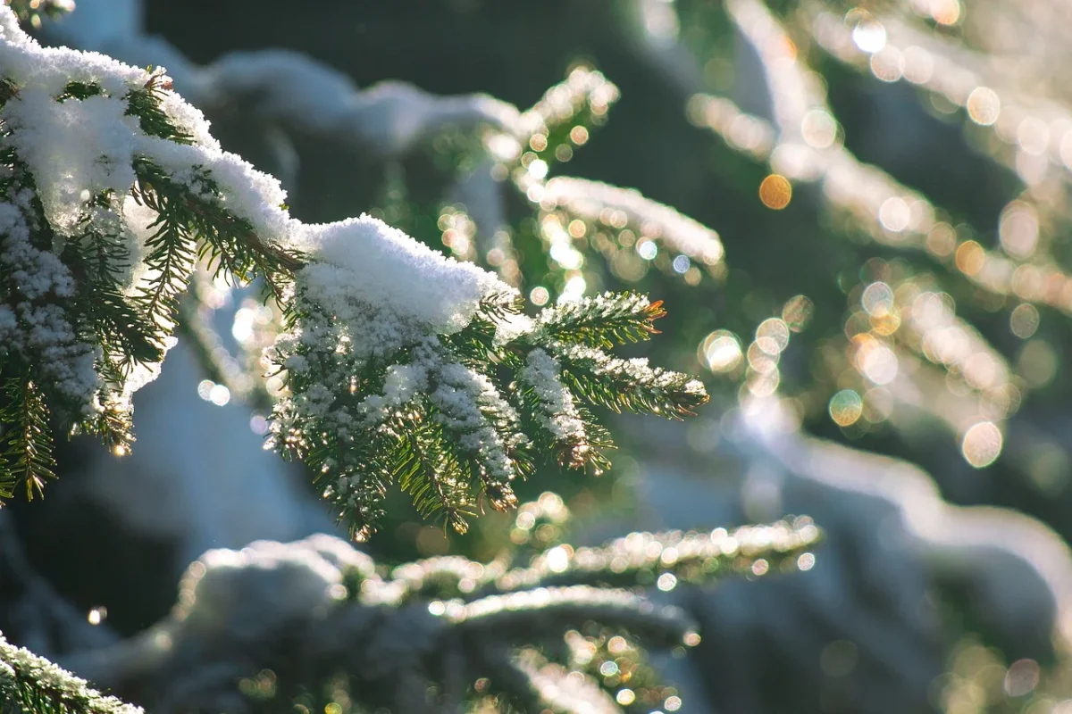 Фото: Pixabay