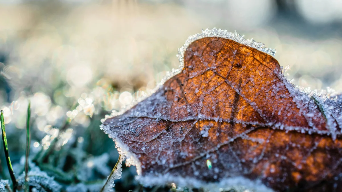 Фото: Pixabay