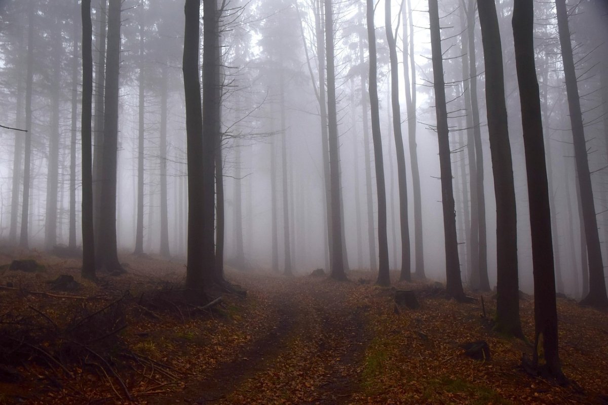 Фото: Pixabay