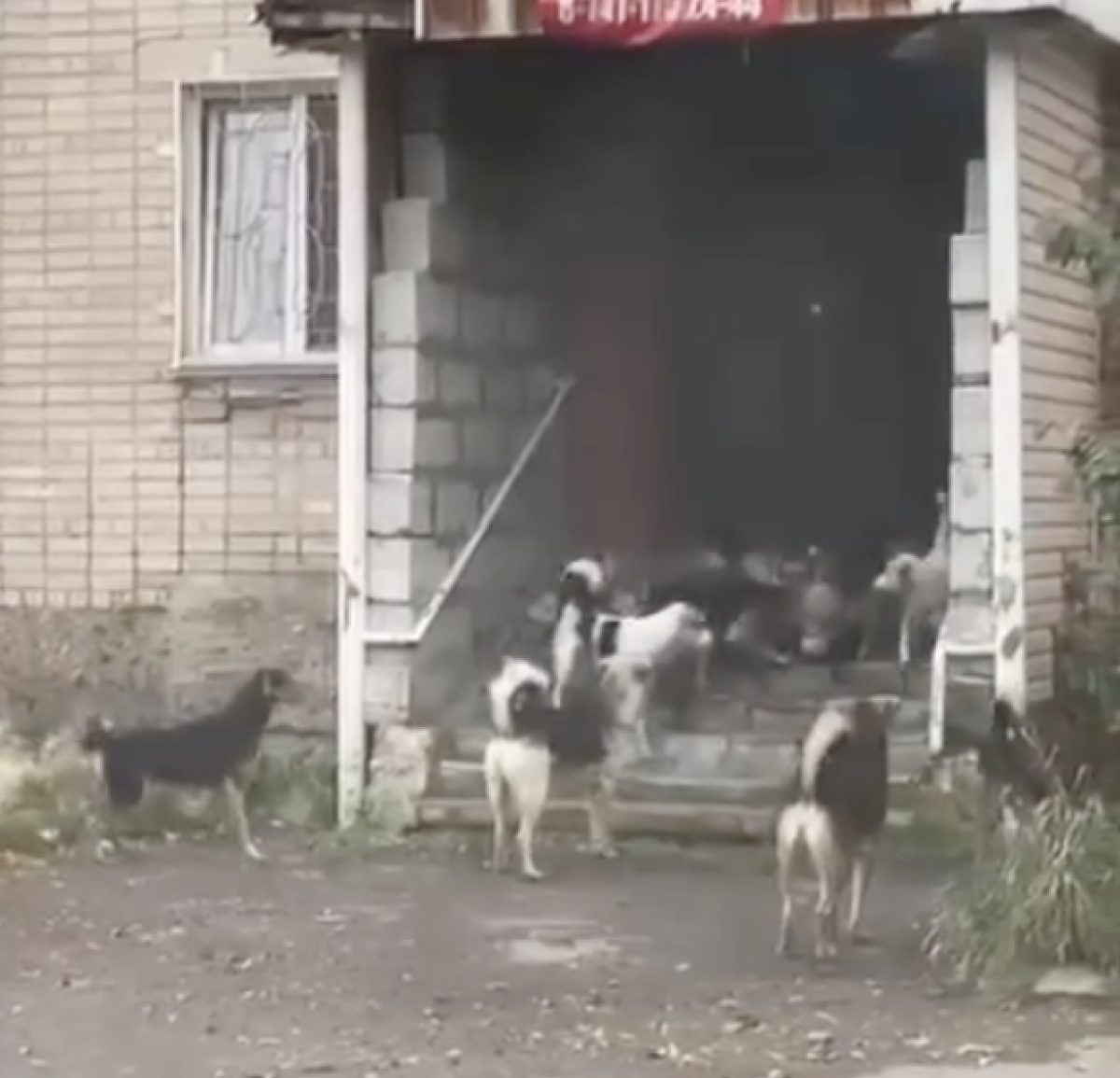 Фото: Видеодан алынған кадр