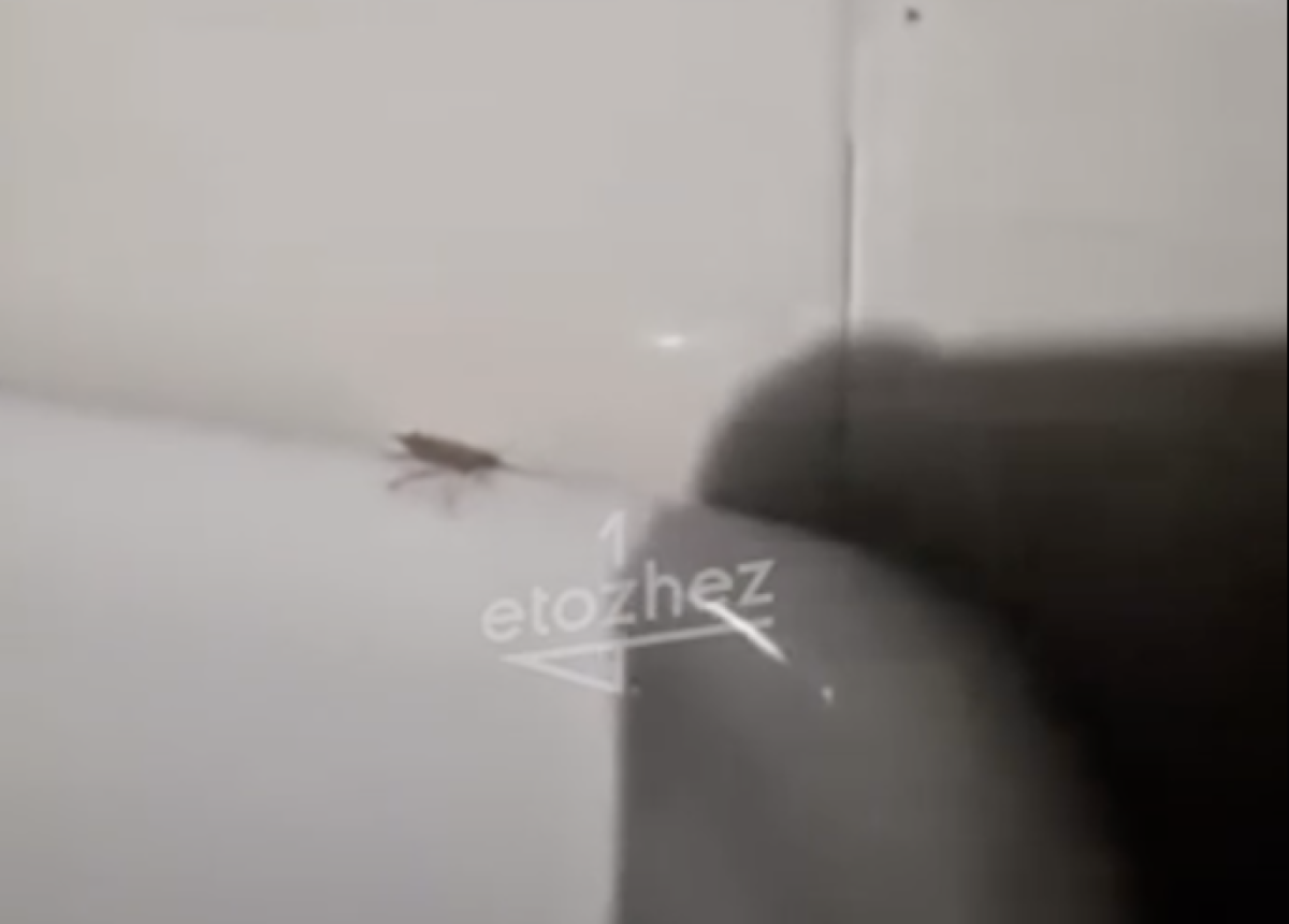 Фото: видео скриншот