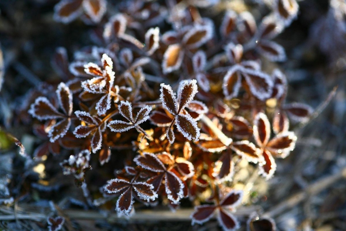 Фото: Pixabay