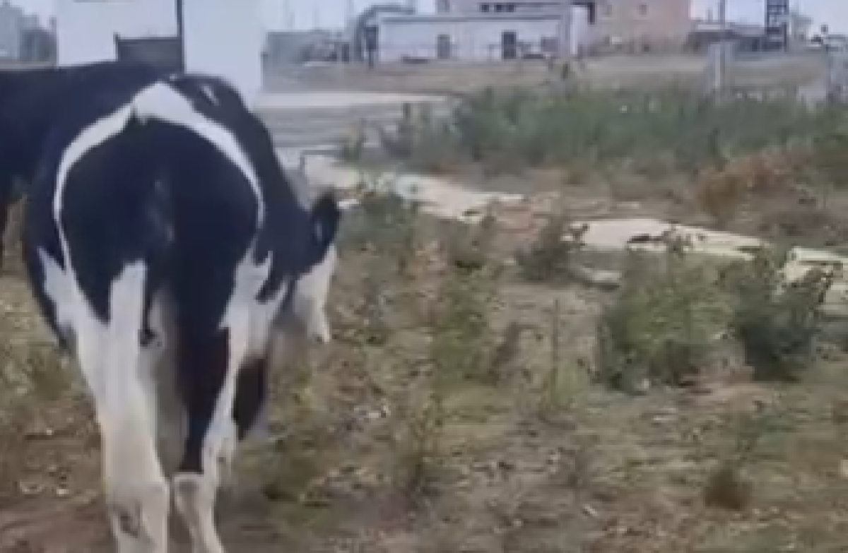 Фото: видеодан скрин