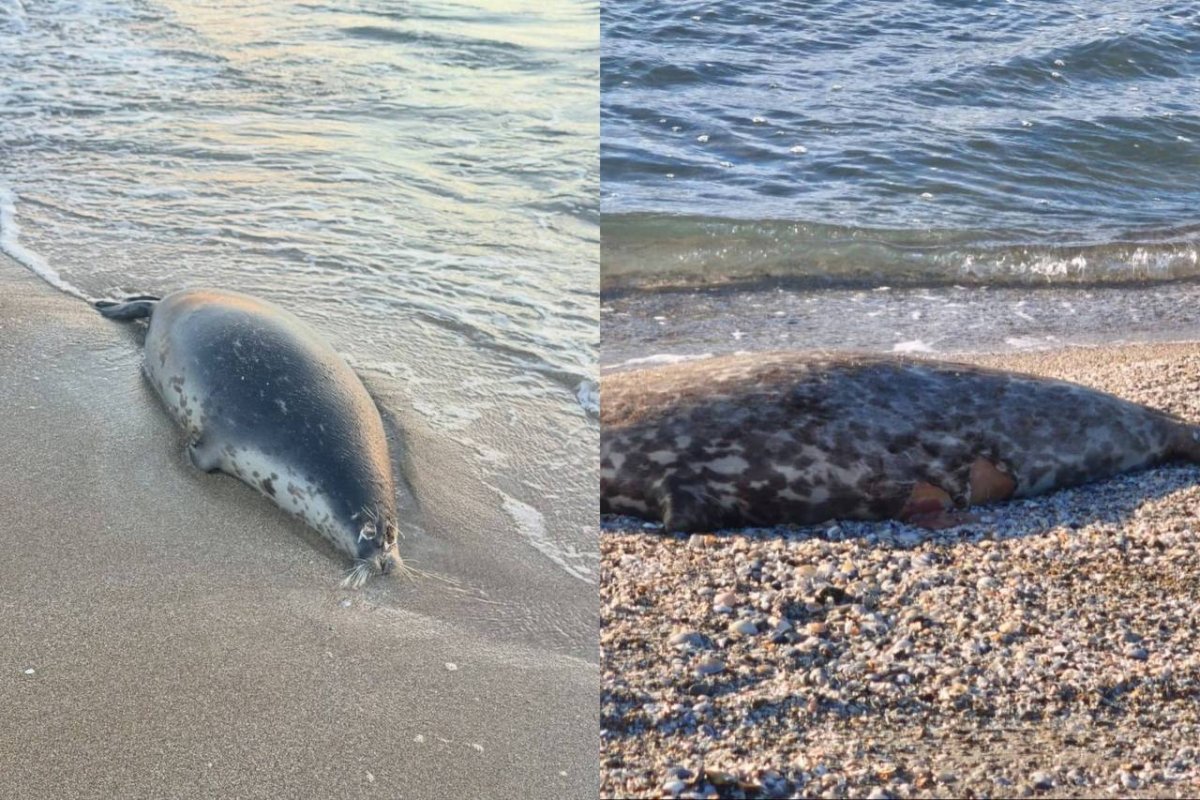 Фото: Маңғыстау облысының экология департаменті