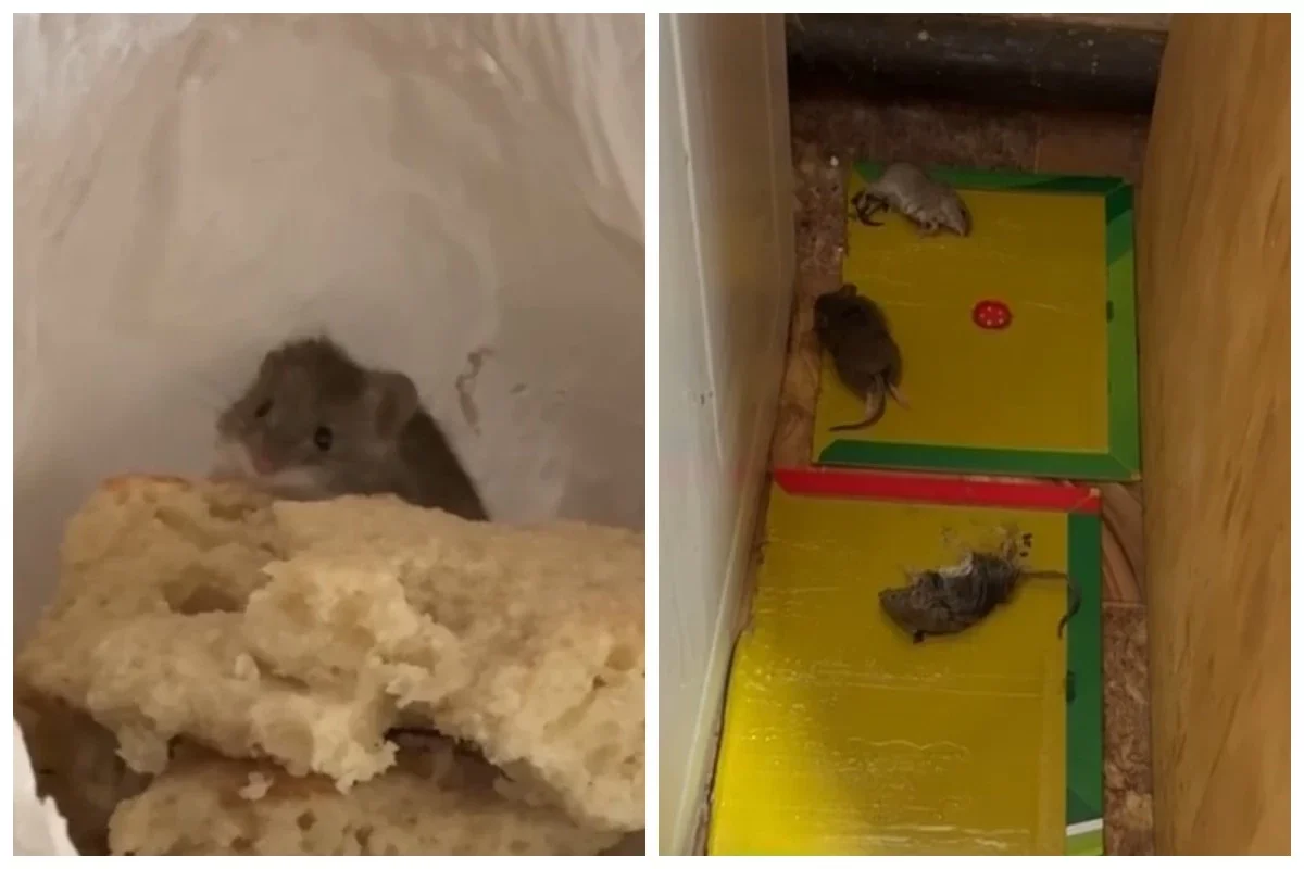 Фото: видеодан скриншот