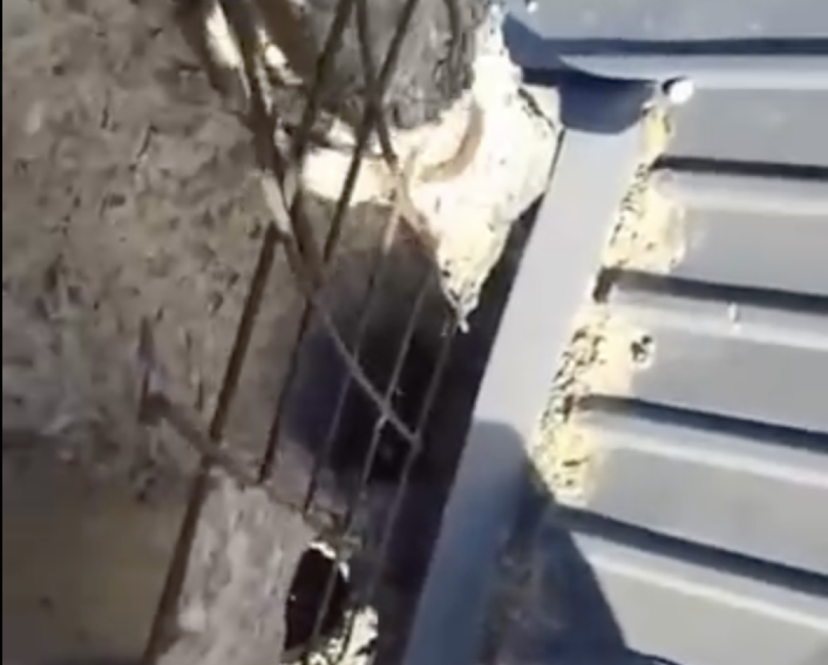 Фото: видео скриншот