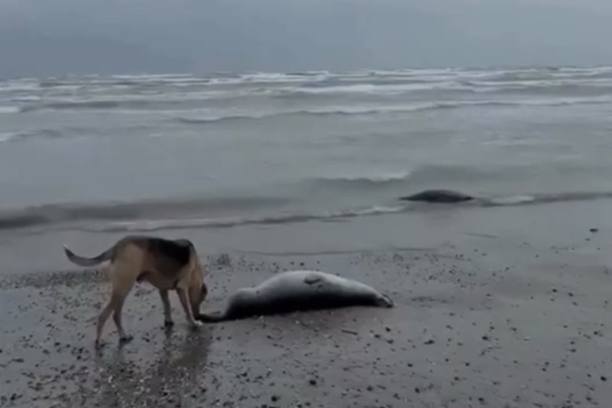 Фото: видеодан скрин