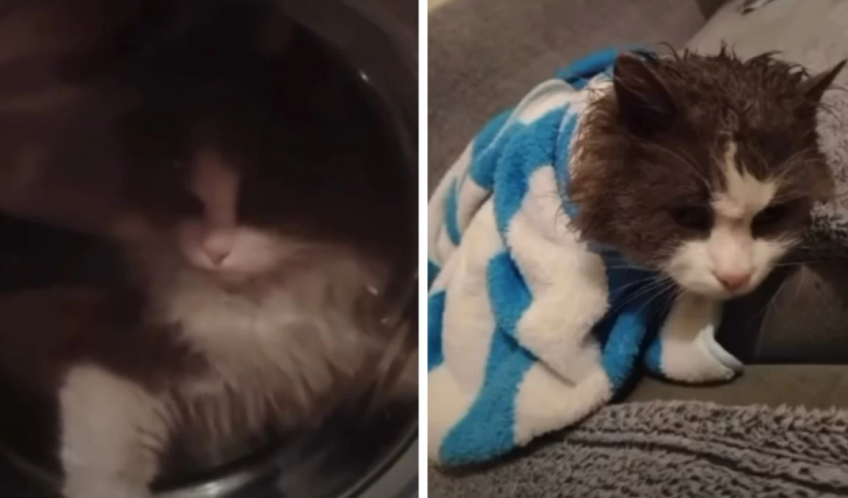 Фото: видеодан скрин