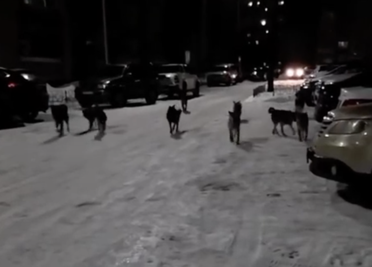 Фото: видео скриншот