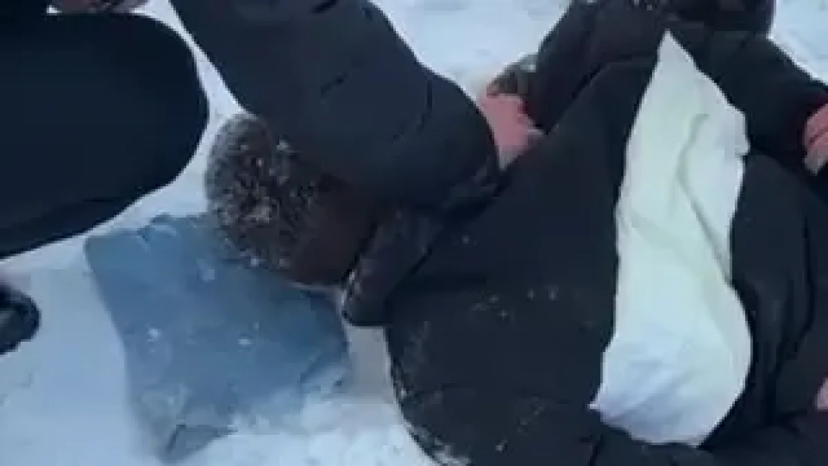 Фото: видеодан скриншот