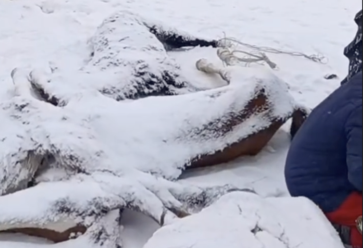 Фото: видео скриншот