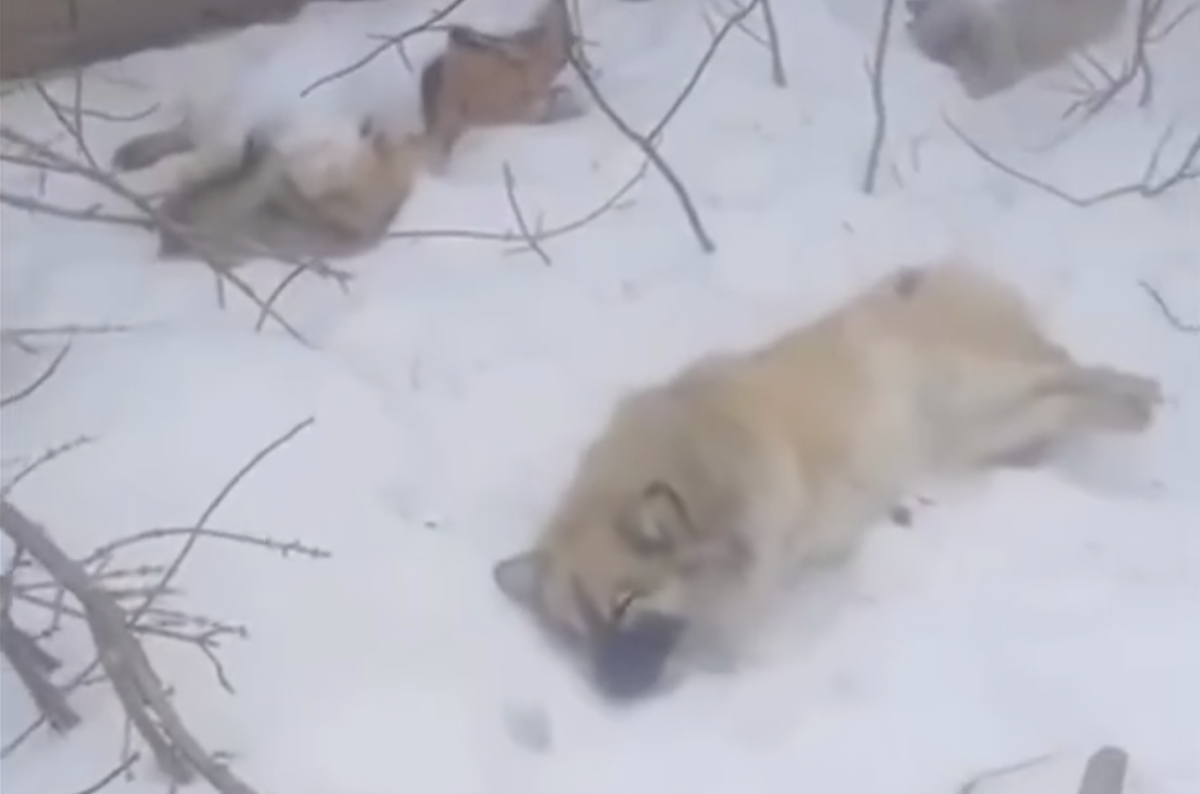 Фото: видео скриншот