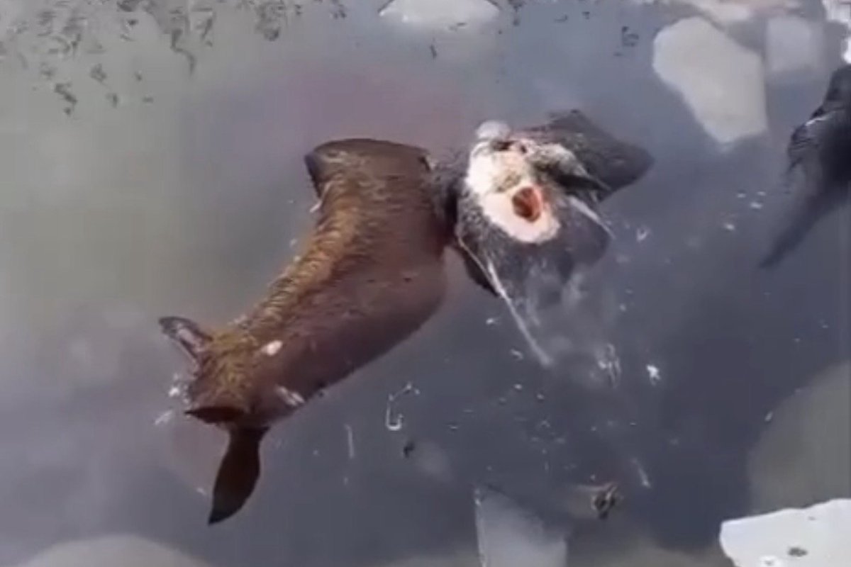 Фото: видеодан скрин