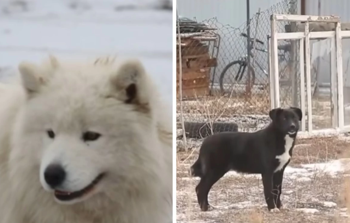 Фото: видеодан скрин