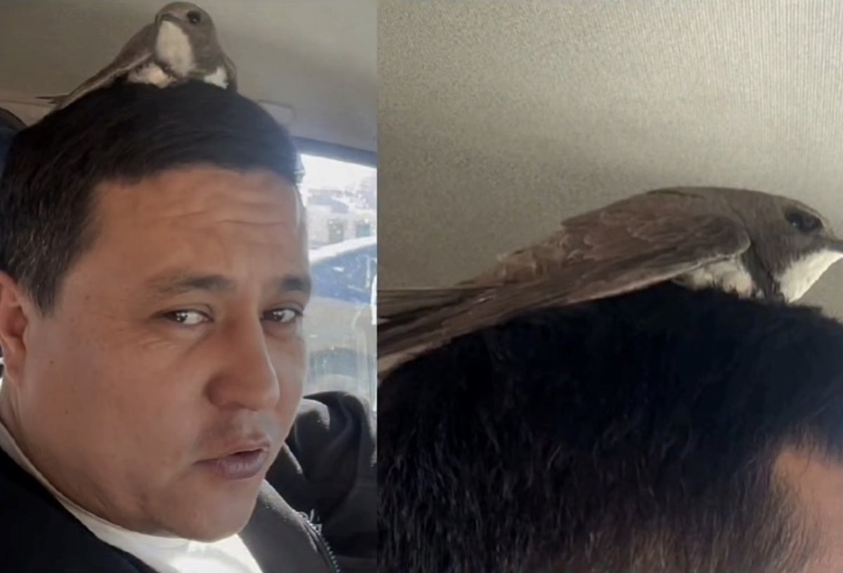 Фото: Видеодан алынған кадр