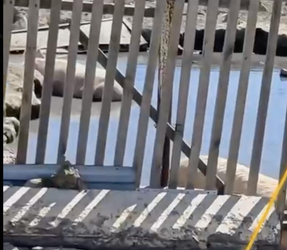Фото: видео скриншот