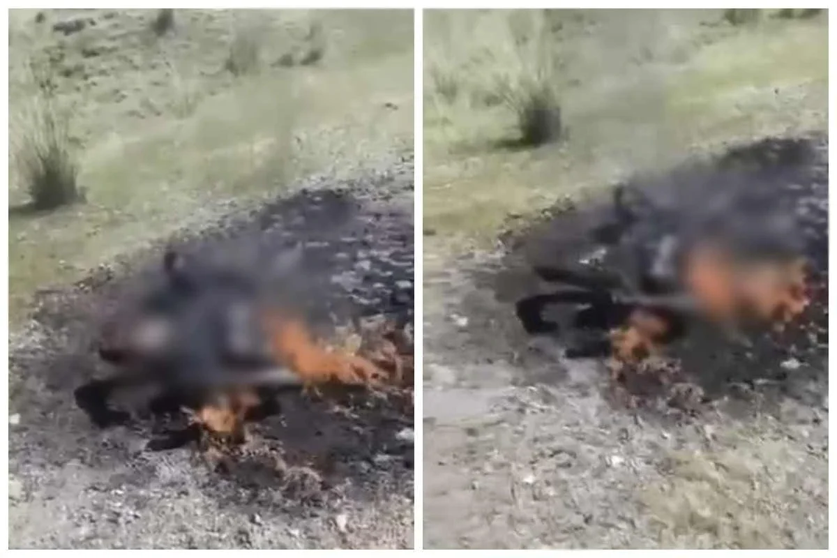 Фото: видео скриншот