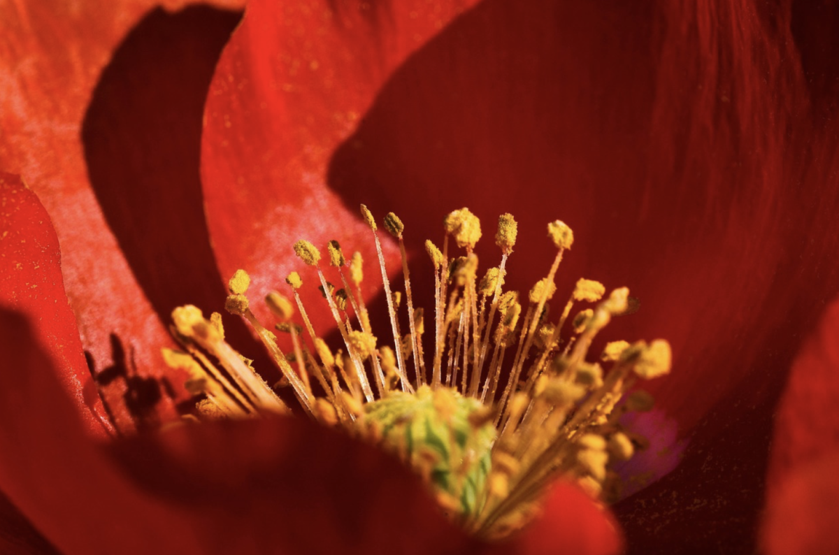 Фото: Pixabay