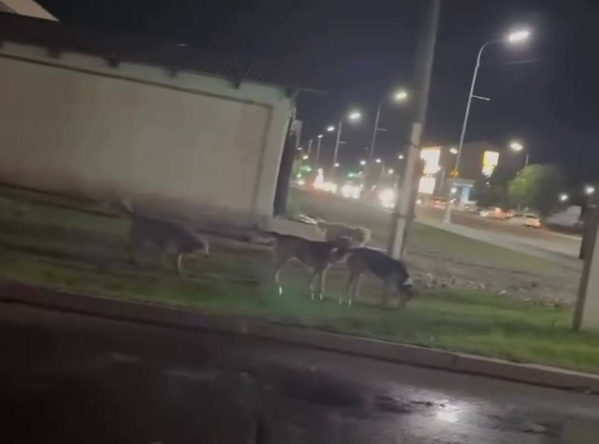Фото: Видео скриншот