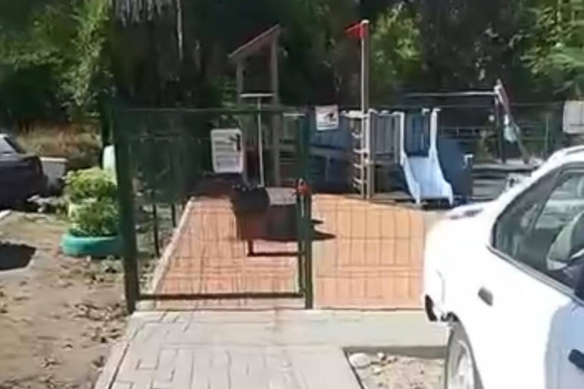 Фото: Видео скриншот