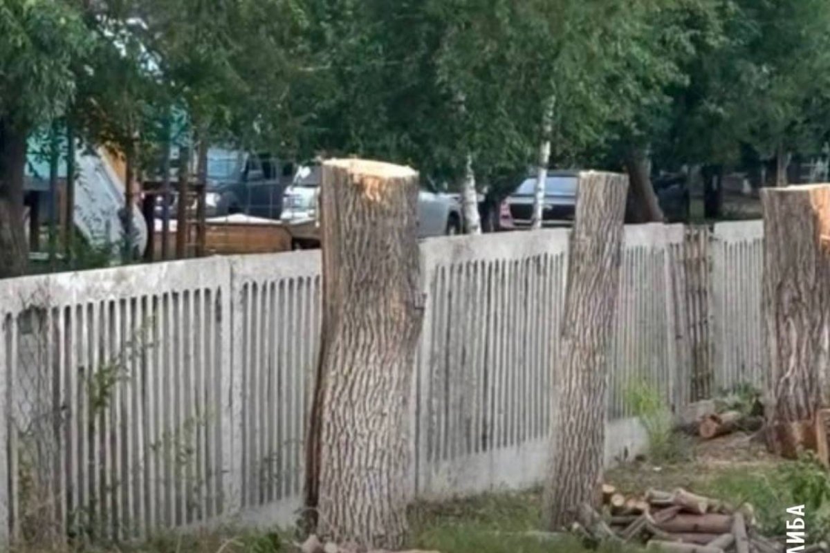 Фото: Видеодан скриншот