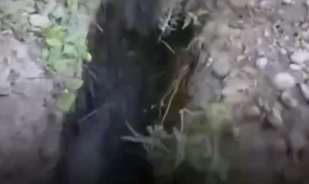 Фото: видео скриншот