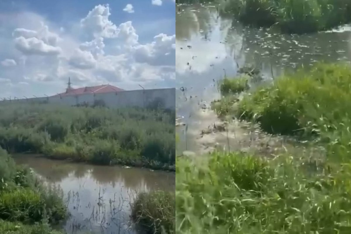 Коллаж: SN.kz