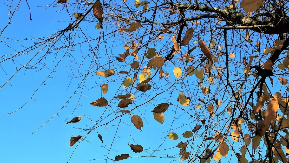 Фото: Pixabay