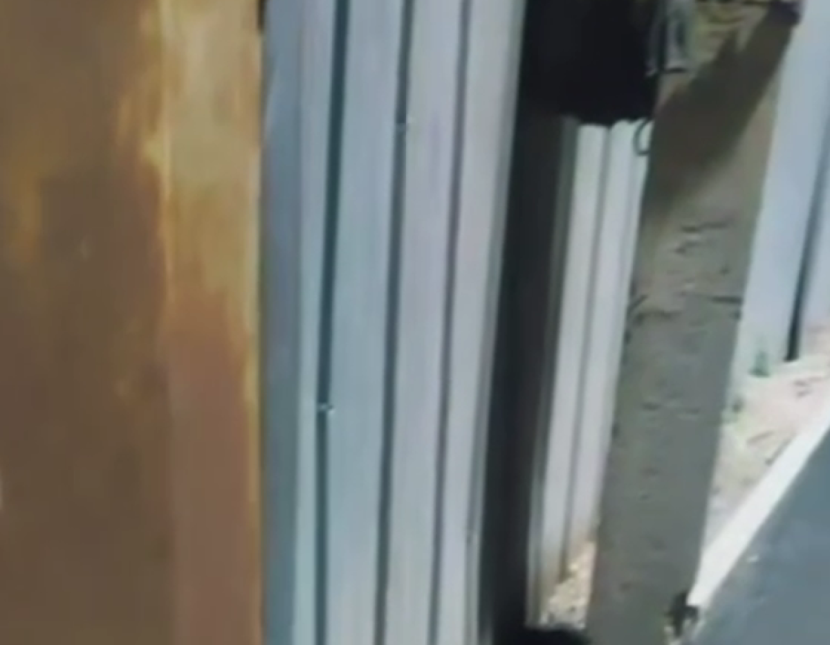 Фото: Видео скриншот