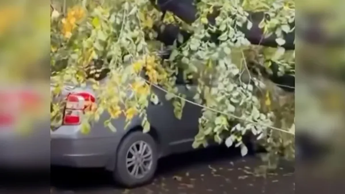 Фото: Видеодан алынған кадр